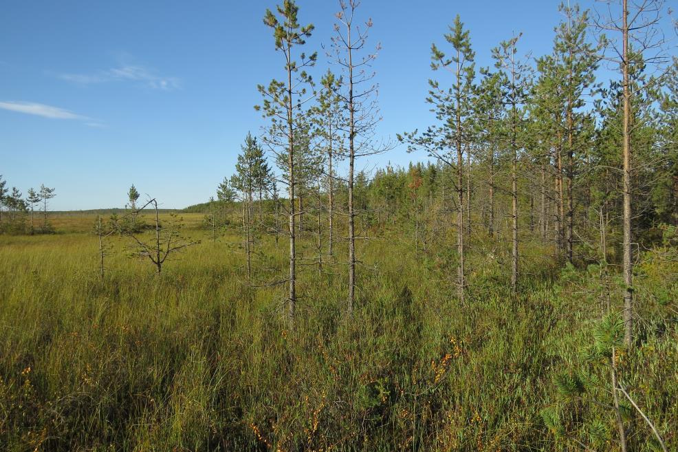 6 ran muuttunut kuivatusojien takia. Kasvillisuustyypiltään alueella on pallosararämettä sekä oligotrofista ja mesotrofista lyhytkorsinevaa (Kuva 5).