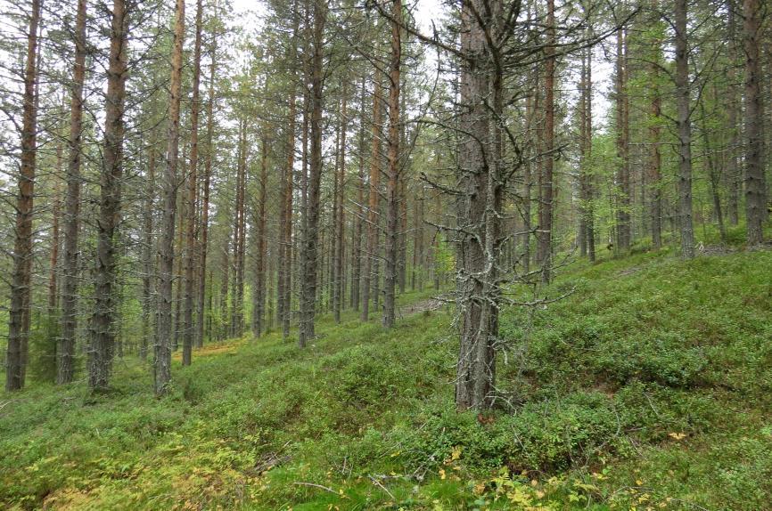 Tästä linja jatkuu Pohjukankumpuun ja voimalinjan päätepisteeseen Nuolivaaran tuulivoimapuistoon. Osa-alue on esitetty liitteessä 3.