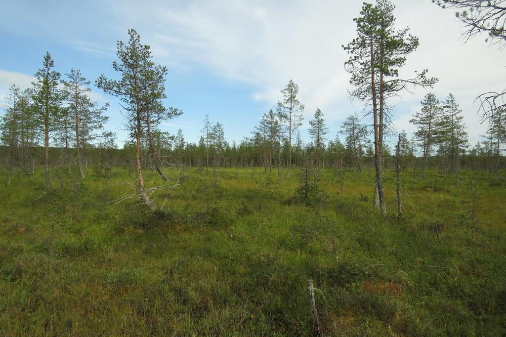 8 Luonnontilaisia soita on Pienen Ahmalammen itä- ja kaakkoispuolella, Lannanhaaran länsipuolella sekä pieniä suojuotteja on Pohjukankummun ja Varpuselän välisellä alueella.