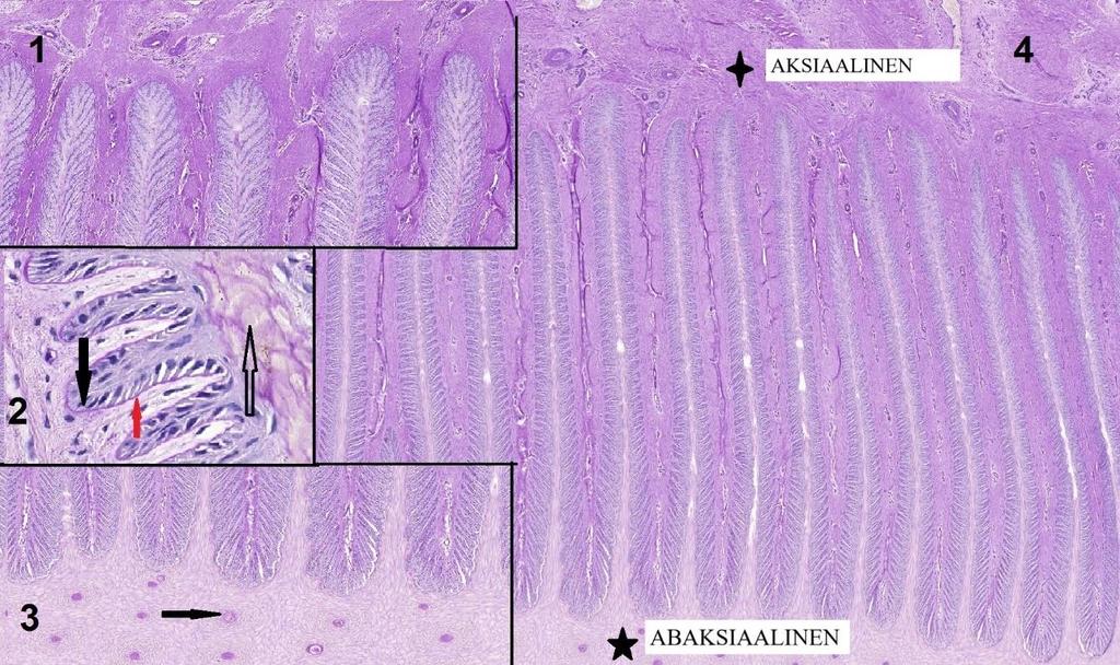 Kuva 3. 1. Primaarisen epidermaalisen lamellin (PEL) aksiaali- eli kärkiosa. 2. Sekundaarinen epidermaalinen lamelli (SEL).
