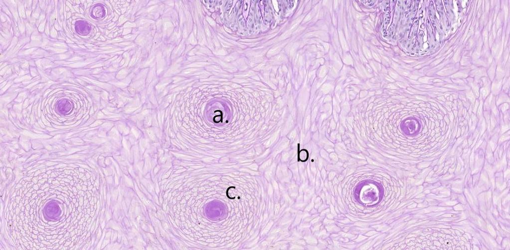 mediumin kasvu tapahtuu proksimodistaalisesti kohti kavion pohjaa. Kerrokset kasvavat keskimäärin 6,4 mm kuukaudessa (Dellmann ym 1996).