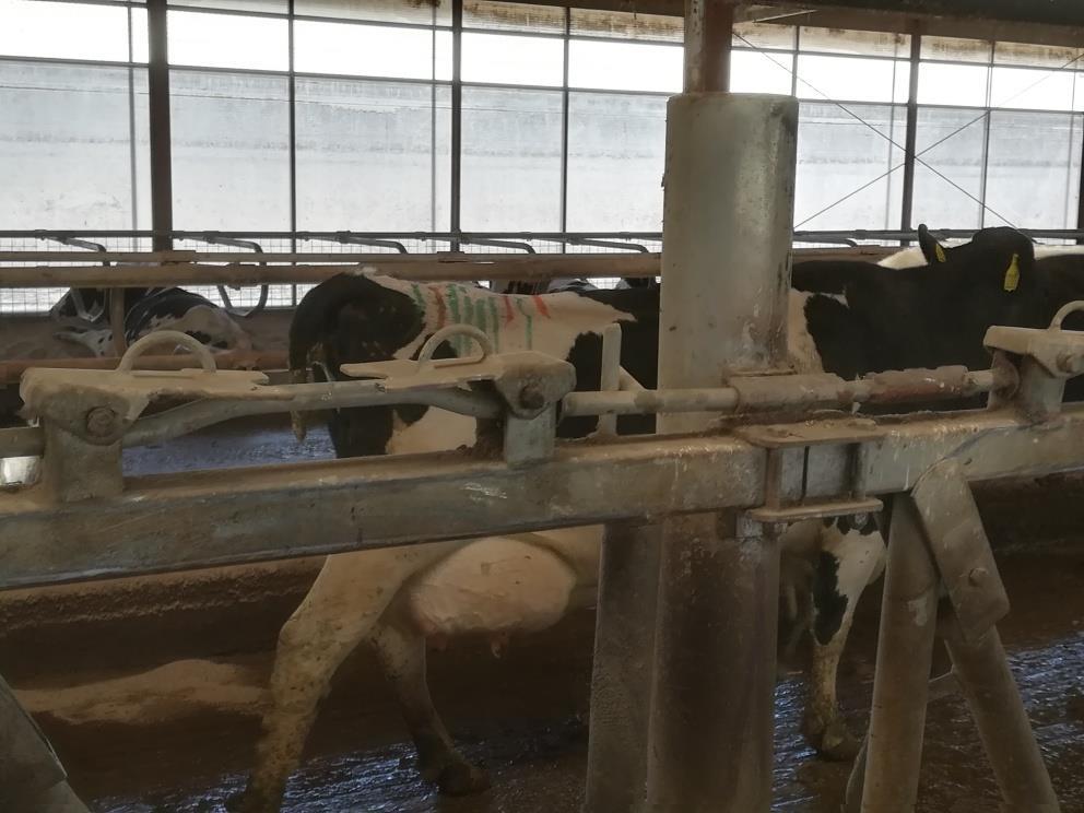 Fresh cow -tarkkailu Parantaa ruokinnan tehokkuutta Parantaa Karjan terveyttä Enemmän hiehoja karjaan tai markkinoille Tehokkaampi lehmä 90 % terveysongelmista alkaa 21 päivän sisällä poikimisesta