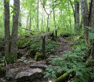 Kiipeily Jyrkkiä kallioita ja haastavia kiviä löytyy paljon kivisistä metsistämme.