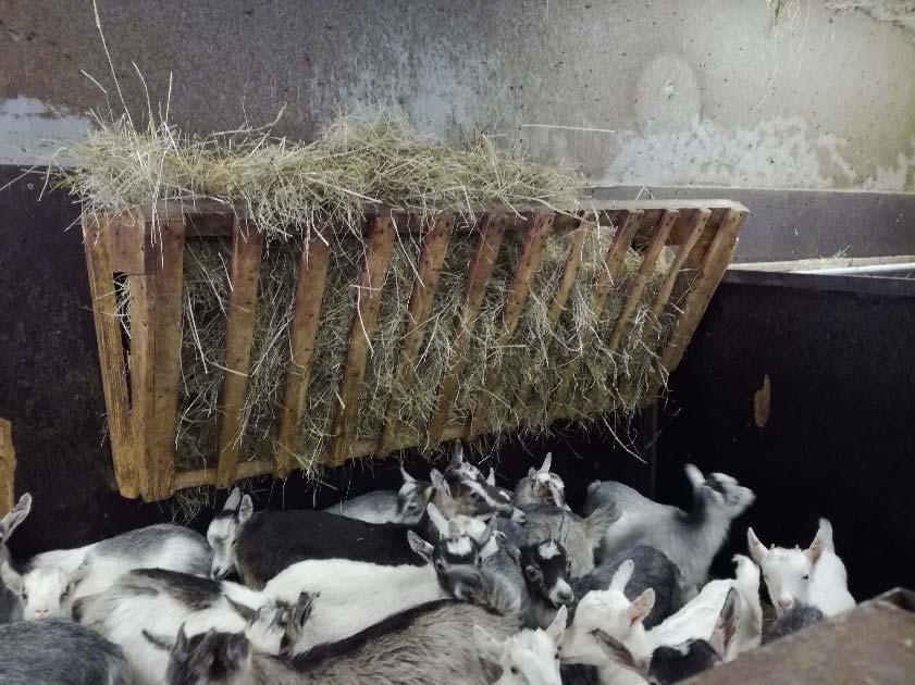 Kuva 3 Heinähäkki