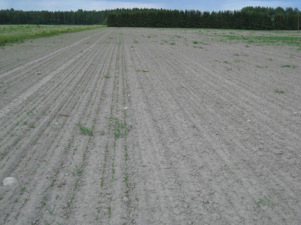 Juolavehnä on helpompi torjua perustamisvuonna Perustamisvuonna on pitkä