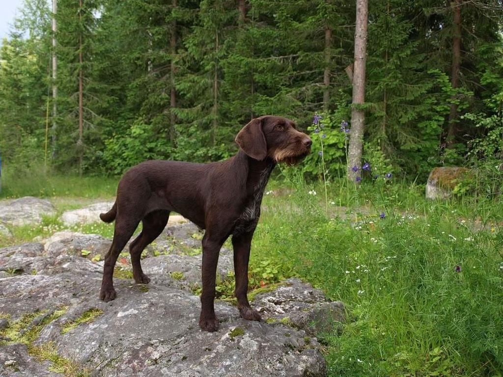 Vuoden 2018 kanakoira karkeakarvainen saksanseisoja narttu