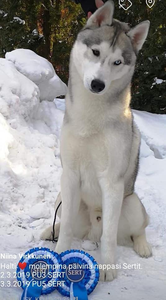 Vuoden 2018 näyttelykoira Siperianhusky narttu Nimare s Baby Spice om.