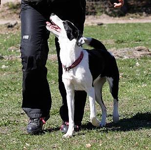 Vuoden Tokokoira 2018 bordercollie