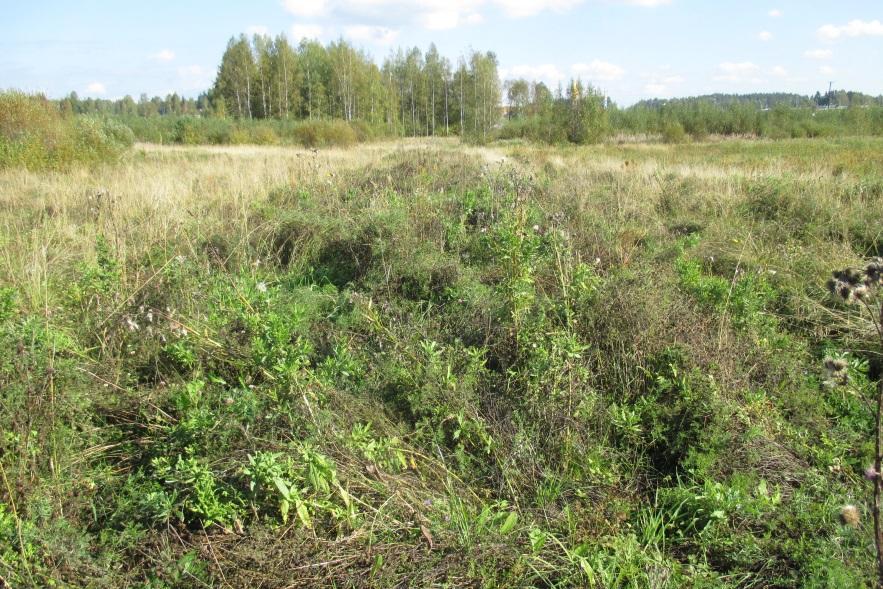 Poimuhierakka on levinnyt peltoalueen läpi rakennetun vesihuoltolinjan kaivumaille.