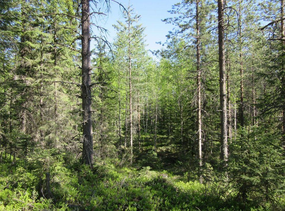 7 13. Loivasti kumpuilevaa metsämaastoa Komulanlam- 14.