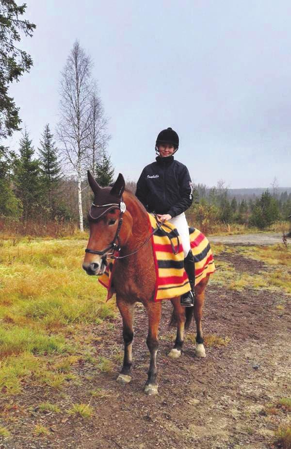 Etenkin aikuisharrastajien määrä on kasvanut, kertoo Laura Koivukangas Ratsu-Ateljeelta. Ratsastus on hyvä harrastus monen ikäiselle.
