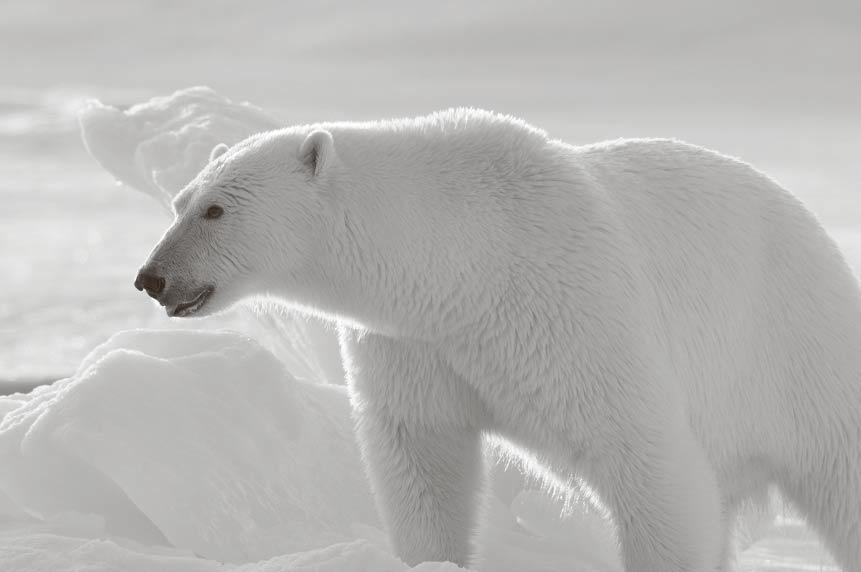opbrugt. Kvoten for 2016 var på 3 isbjørne til forvaltningsområderne Sisimiut, Maniitsoq, Nuuk og Paamiut. Der er nu én licens tilbage i alt til Sisimiut, Maniitsoq, Nuuk og Paamiut.