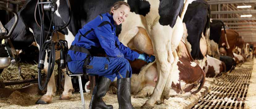 Tarvikkeet eläintenhoitoon Lypsyjakkara DeLaval lypsyjakkara on kaasujousella varustettu ergonominen lypsyjakkara, joka vähentää polviin, selkään ja