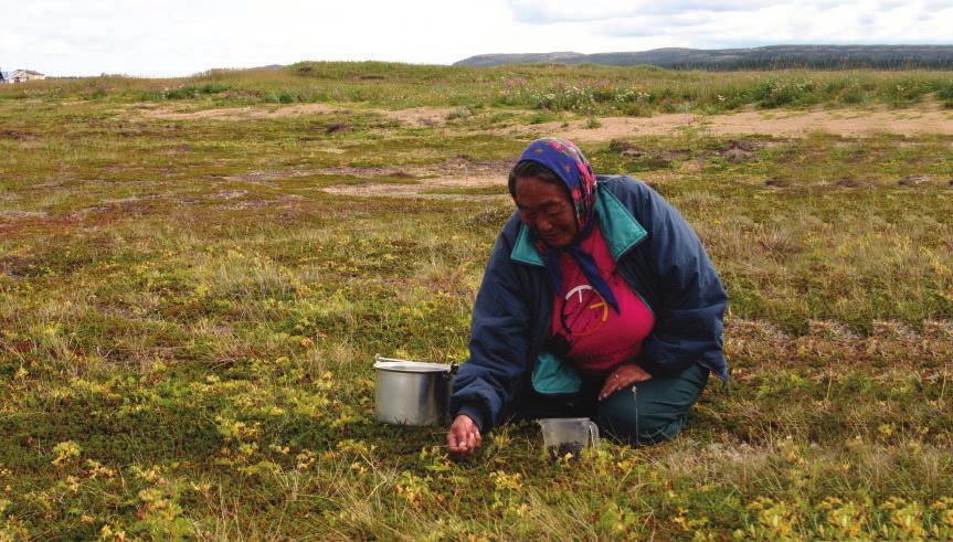 ASIANGUVALLIANINGIT PIGUTSIAT PAUNGAILU UKAUTJIGIAGUTIK (ALLAKAUTIK) : Pimmagiujut paungatapvet nunait Kanitanginni nunalet paigijaujutsauvut.