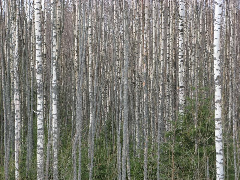 19 (47) päästörajat myös pienkäytössä, mikä voi vaikuttaa polttopuun pienkäytön kannattavuuteen. Suomessa tutkimuksia on tehty Kuopion yliopiston johdolla.
