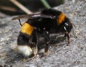 (Bombus soroeensis) - Yleinen.