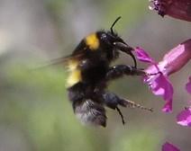 Tarhakimalainen (Bombus hortorum) - Yleinen