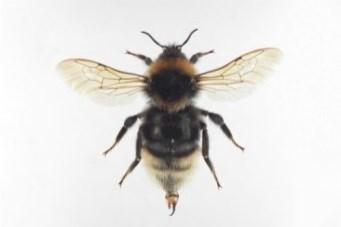 Mantuloiskimalainen (Bombus bohemicus) -