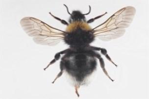 Pensasloiskimalainen (Bombus sylvestris)