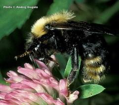 Kanervaloiskimalainen (Bombus flavidus) -