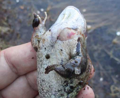 ½ pilv +6 Rana temporaria 16 kpl, raatoja, linnut nokkineet, kaloja? Leppäkorven uimapaikka ei ole riittävän suojainen sammakoille.