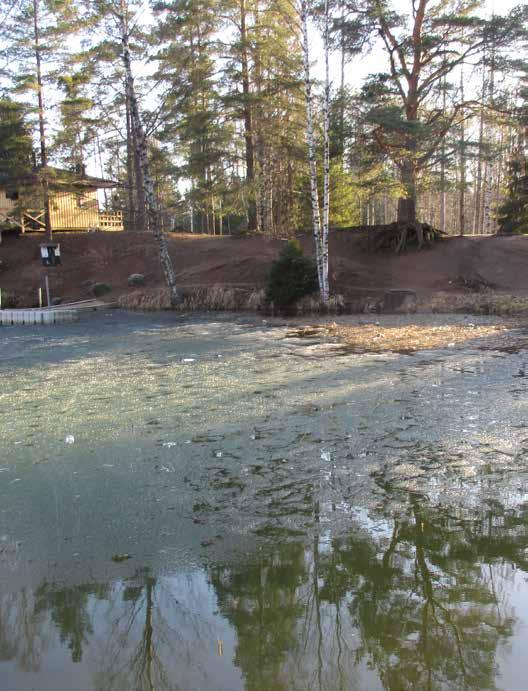 Sammakoiden kutupaikka on lammen
