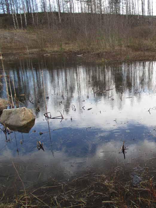 Sammakoiden lisääntymispaikat Ruskeasannan lammilla