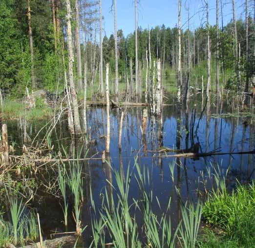 Alue on sammakkoeläimille mitä suotuisin ja niitä tavataankin alueella runsaasti, samoin kuin