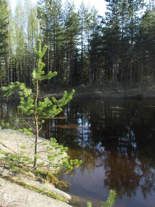 viitasammakkopaikka.