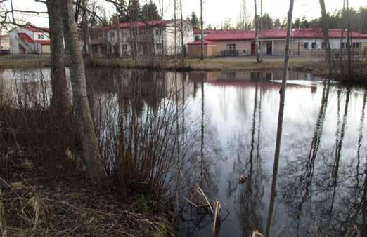 siinä on tavallista sammakkoa runsaasti.