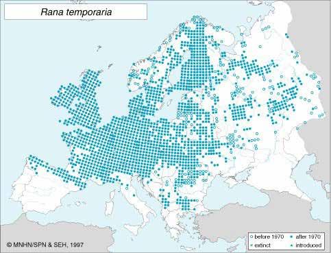 Sammakko vaikuttaisi myös kestävän pientä suolapitoisuutta lisääntymispaikkansa vedessä, mikä parantaa lajin menestymismahdollisuuksia meren rannoilla ja kallioluodoilla.
