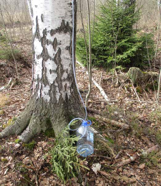 Naaraskyy Petikon Tiililammella 30.4.2018.