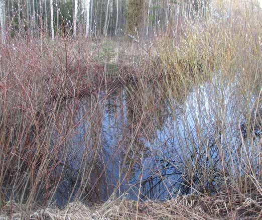Hieman etäämpänä puistossa lähellä sähköasemaa saman ojan varrella on lammikoita, jotka ovat pajupusikon keskellä.