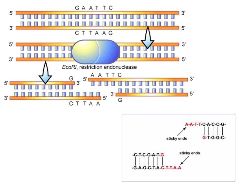 Restriktioentsyymi katkaisee DNA:n http://science.nayland.