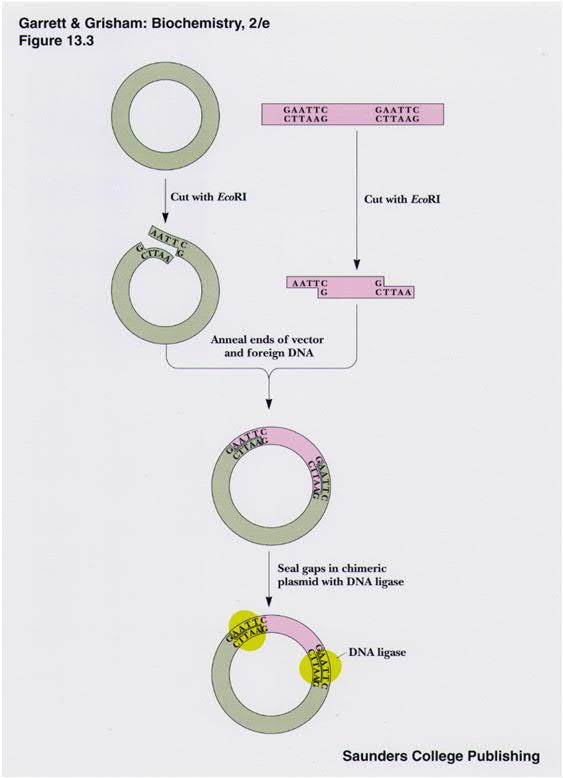 Esimerkki DNA-digestion sovelluskohteesta: Geenin kloonaus plasmidiin, jonka avulla haluttua proteiinia voidaan tuottaa esim. E.