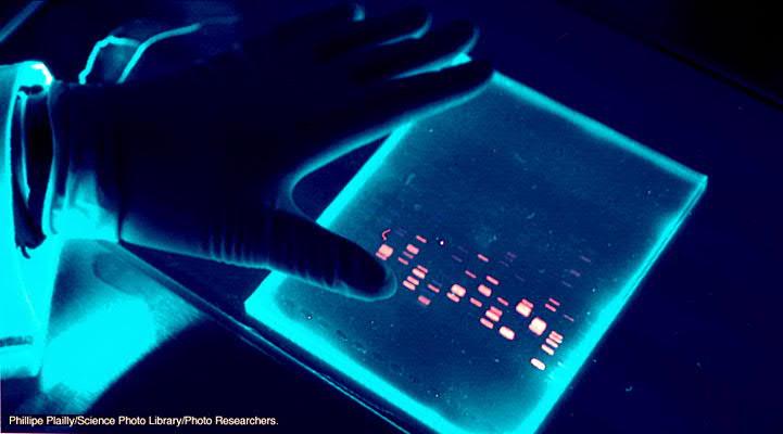 Värjätty DNA näkyy UV-valossa - Suojamaskia ja suojakäsineitä käytettävä! http://science.nayland.school.nz/graemeb/yr13%20work/biotech/biotechnology.