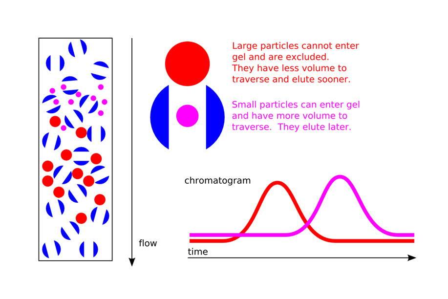 Vastaavasti stationäärin kanssa samanmerkkisen varauksen omaavat ionit hylkivät stationäärifaasia ja liikkuvat kromatografiakolonnin läpi nopeammin kuin erimerkkiset varaukset ja niiden retentioaika