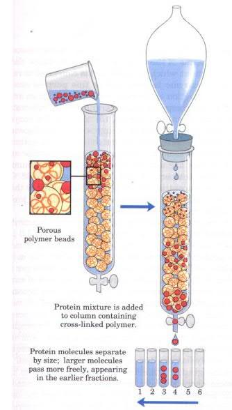 isot DNA-palat, kummat kulkevat nopeammin? http://upendrats.blogspot.fi/2013/05/gel-filtration.