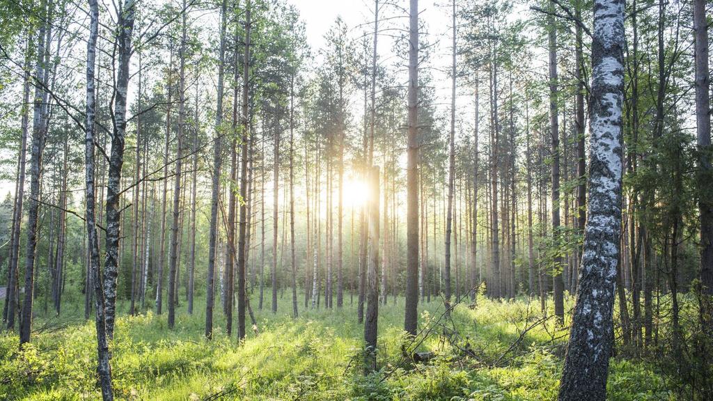 Metsä Board Puolivuosikatsaus Tammi