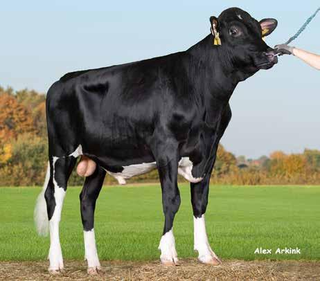 Holstein-käyttölista 2/2019 Puolustus on paras hyökkäys VikingDefence-sonneilla, kuten VH Gingerillä, on terveys geeneissään.