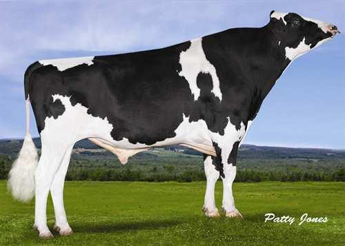 Fever CRACKHOLM FEVER 0200HO05592 GOLDWYN x BLITZ x MATTIE BRAEDALE GOLDWYN CRACKHOLM EMORY FASHION EX-92-7YR-CAN 19* FUSTEAD EMORY BLITZ CRACKHOLM KARMAS DESIGN VG-86-4YR-CAN