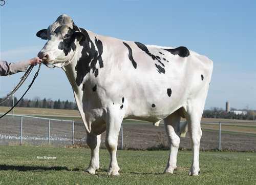 High Octane STANTONS HIGH OCTANE 0200HO10363 MCCUTCHEN x OBSERVER x SHOTTLE DE-SU BKM MCCUTCHEN 1174 MS CHASSITY OBS CLAIRE VG-87-2YR-CAN 19* DE-SU OBSERVER REGANCREST CHASSITY TY TL