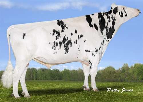 Airintake BOLDI VSG AIRINTAKE 0200HO03895 EPIC x MAN-O-MAN x GOLDWYN GENERVATIONS EPIC VELTHUIS SG MOM ALESIA VG-87-2YR-CAN 15* LONG-LANGS OMAN OMAN ALLYNDALE-I GOLDWYN ALBANY