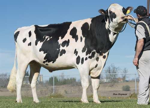 Album SILVERRIDGE ALBUM 0200HO02942 EPIC x MAN-O-MAN x GOLDWYN GENERVATIONS EPIC VELTHUIS SG MOM ALICIA VG-85-2YR-CAN 5* LONG-LANGS OMAN OMAN ALLYNDALE-I GOLDWYN ALBANY