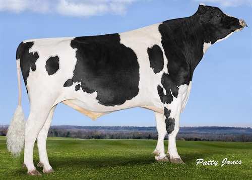 Bardo BENNER BARDO 0200HO10366 FLAME x MOGUL x BAXTER VIEUXSAULE FLAME BENNER MOGUL BOBBY SUE VG-86-2YR-CAN 1* MOUNTFIELD SSI DCY MOGUL MAPEL WOOD BAXTER BETHANY VG-85-2YR-CAN