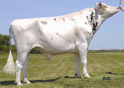 Brawler GEN-I-BEQ BRAWLER 0200HO05929 BAXTER x SHOTTLE x CHAMPION EMERALD-ACR-SA T-BAXTER GEN-I-BEQ SHOTTLE BARBI EX-92-6YR-CAN 14* PICSTON SHOTTLE GEN-I-BEQ CHAMPION BAMBI EX-90-6YR-CAN