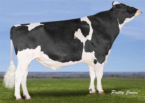 Duty-Free EDG DUTY-FREE 0200HO02954 NUMERO UNO x G W ATWOOD x SHOTTLE AMIGHETTI NUMERO UNO CO-VISTA ATWOOD DESIRE EX-90-7YR-CAN 14* MAPLE-DOWNS-I G W ATWOOD SCIENTIFIC DELUXE RAES