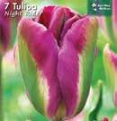 - Koko: 12/+ 210019 kpl,6 Nightrider Tällä ylväällä, kauniin purppuranpunaisella tulppaanilla on jokaisessa terälehdessä vihreä raita.