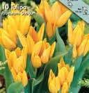 Exotic Garden syysluettelo 2019 13 Tulipa linifolia Buharantulppaanit ovat kauniita ja kukkivat melko myöhään.