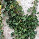 20 Exotic Garden syysluettelo 2019 HEDERA helix (Euroopan)muratti 0100116 Kestävä köynnös, jonka vihreissä, nahkeissa lehdissä on